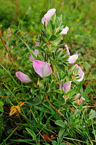 Common restharrow (Ononis repens) Farthing Downs, Surrey, England, July.