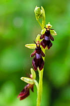 Fly Orchid (Ophrys insectifera), locally rare plant,  Fames Rough (SWT Nature Reserve), Chipstead Downs SSSI, Surrey, England, May. Vulnerable in England.