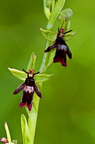 Fly Orchid (Ophrys insectifera), locally rare plant, Fames Rough (SWT Nature Reserve), Chipstead Downs SSSI, Surrey, England, May. Vulnerable.