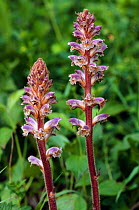 Common broomrape (Orobanche minor) Howell Hill SWT Nature Reserve, Surrey, England, June.