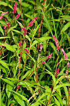 Redshank (Persicaria maculosa) and Water-pepper (Persicaria hydropiper) The Moors SWT, Nutfield Marsh, Merstham, Surrey, England, August.