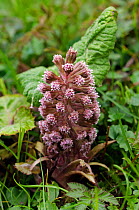 Butterbur (Petasites hybridus), male flower. A rare/ scarce plant in Surrey. The Weypole, Box Hill, Surrey, England, March..
