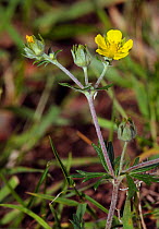 Hoary cinquefoil (Potentilla argentea) locally rare plant, Seale, Surrey, England, June.