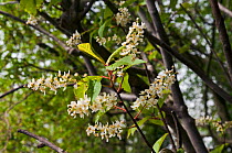 Bird cherry (Prunus padus) tree in flower, Priest Hill SWT Nature Reserve, Surrey, England, April.