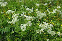 Hoary Cress (Lepidium draba) Nore Hill, Surrey, England, June.