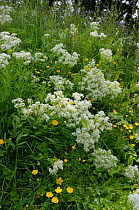Hoary cress (Lepidium draba) Nore Hill, Surrey, England, June.
