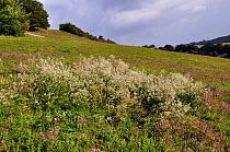 Dittander (Lepidium latifolium), locally rare plant,  Woldingham, Surrey, England, August.