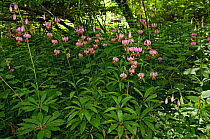 Martagon lilies (Lilium martagon) naturalised in woodland, Headley, Surrey, England, June.