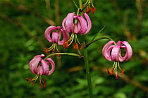 Martagon lily (Lilium martagon) naturalised in woodland, Headley, Surrey, England, June.