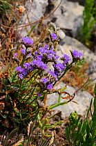Sea-lavender (Limonium recurvum),  Portland Bill cliff top, Dorset, England, July. Vulnerable in England.