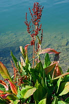 Water dock (Rumex hydrolapathum),  Canada Water, Rotherhithe, Surrey, England, August.