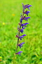 Meadow Clary (Salvia pratensis), a rare plant in Surrey, and Near Threatened on the Vascular Plant Red Data List for England.  Colley Hill, Surrey, England, June