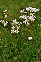 Meadow Saxifrage (Saxifraga granulata), in a churchyard. A rare/ scarce plant in Surrey. Sanderstead, Surrey, England, May 2013.