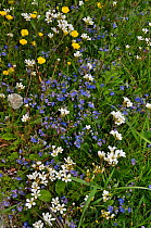 Meadow saxifrage (Saxifraga granulata), a rare/ scarce plant in Surrey, and Germander Speedwell (Veronica chamaedrys) in a churchyard, Sanderstead, Surrey, England, May.