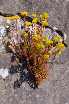 Rock stonecrop (Sedum forsterianum) Verne High Angle Battery, Portland, Dorset, England, July.