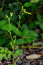 Groundsel (Senecio vulgaris) Desborough Island, Surrey, England, August.