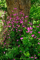 Red Campion (Silene dioica) Runnymede (NT), Surrey, England, May.