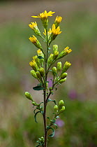 Goldenrod (Solidago virgaurea), locally rare plant. Henley Park Range, Surrey, England, September.
