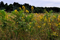 Goldenrod (Solidago virgaurea), locally rare plant.  Henley Park Range, Surrey, England, September.