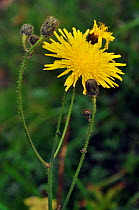 Perennial sow-thistle (Sonchus arvensis), flower and buds. Bealeswood Common, Surrey, England, September.