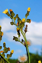 Marsh sow-thistle (Sonchus palustris) Riverside Park Local Nature Reserve, Surrey, England, September.