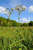 Marsh sow-thistle (Sonchus palustris) Riverside Park Local Nature Reserve, Guildford, Surrey, England, September.