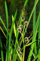 Branched bur-reed (Sparganium erectum) Langham Ponds SSSI), Runnymede (NT), Surrey, England, July.