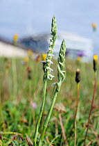 Autumn Lady&#39;s-tresses orchid (Spiranthes spiralis) locally rare plant. Epsom Downs, Surrey, England, August.