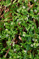 Bog stitchwort (Stellaria alsine / uliginosa) Thundry Meadows, SWT nature reserve, Elstead, Surrey, England, May.
