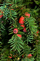 Yew (Taxus baccata) berries, Box Hill, Surrey, England, September.
