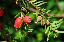 Yew (Taxus baccata), mature and immature berries (arils), Polesden Lacey NT, Surrey, England, October.