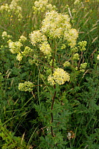 Common meadow-rue (Thalictrum flavum), a rare plant in Surrey. Chertsey Meads, Surrey, England, June.