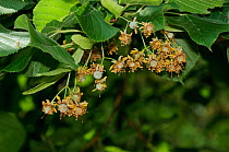 Large-leaved lime (Tilia platyphyllos), in a garden. Nationally scarce plant, Mickleham, Dorking, Surrey, England, July.