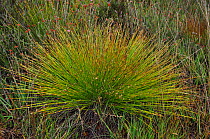 Deergrass (Trichophorum germanicum) Thursley National Nature Reserve, Surrey, England, August.