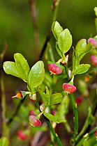 Bilberry (Vaccinium myrtillus), in flower, Golden Valley, Surrey, England, May.
