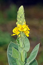Great mullein (Verbascum thapsus)  Langley Vale Wood, Surrey, England, September.