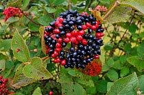 Wayfaring-tree (Viburnum lantana), berries Juniper Top, Box Hill, Surrey, England, August.
