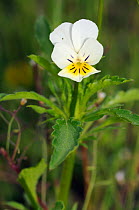 Field Pansy (Viola arvensis) Papercourt Marshes nature reserve (SWT), Send Marsh, Surrey, England, May.