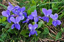 Hairy Violet (Viola hirta) Riddlesdown, Surrey, England, March.
