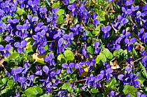 Sweet violets (Viola odorata), Riddlesdown, Surrey, England, February.