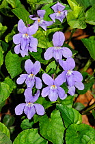 Early dog-violet (Viola reichenbachiana) Sanderstead, Surrey, England, April.