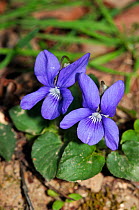Common Dog-violet (Viola riviniana) Rhododendron Wood, Leith Hill, Surrey, England, April.