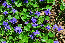 Common dog-violets (Viola riviniana) Selsdon Wood Nature Reserve, Surrey, England, April.