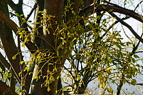 Mistletoe (Viscum album) with flowers. Box Hill, Surrey, England, February.