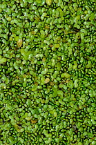 Rootless duckweed (Wolffia arrhiza), in a pond. Locally rare plant. Least Duckweed (Lemna minuta) is also present. North of Haxted, Surrey England, August. Vulnerable species in England.