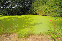 Rootless duckweed (Wolffia arrhiza) in pond. A rare plant in Surrey, Least Duckweed (Lemna minuta) is also present. North of Haxted, Surrey England, August. Vulnerable in England.