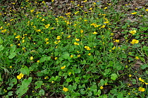 Goldilocks buttercups (Ranunculus auricomus) Staffhurst Wood, Surrey, England, April.
