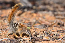 Numbat (Myrmecobius fasciatus) juvenile, Wheatbelt Region, Western Australia