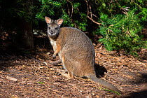 Tammar wallaby (Notamacropus / Macropus eugenii) Swan Coastal Plain, Western Australia in May.