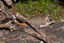 Red-tailed phascogale (Phascogale calura) Wheat-belt Region, Western Australia.